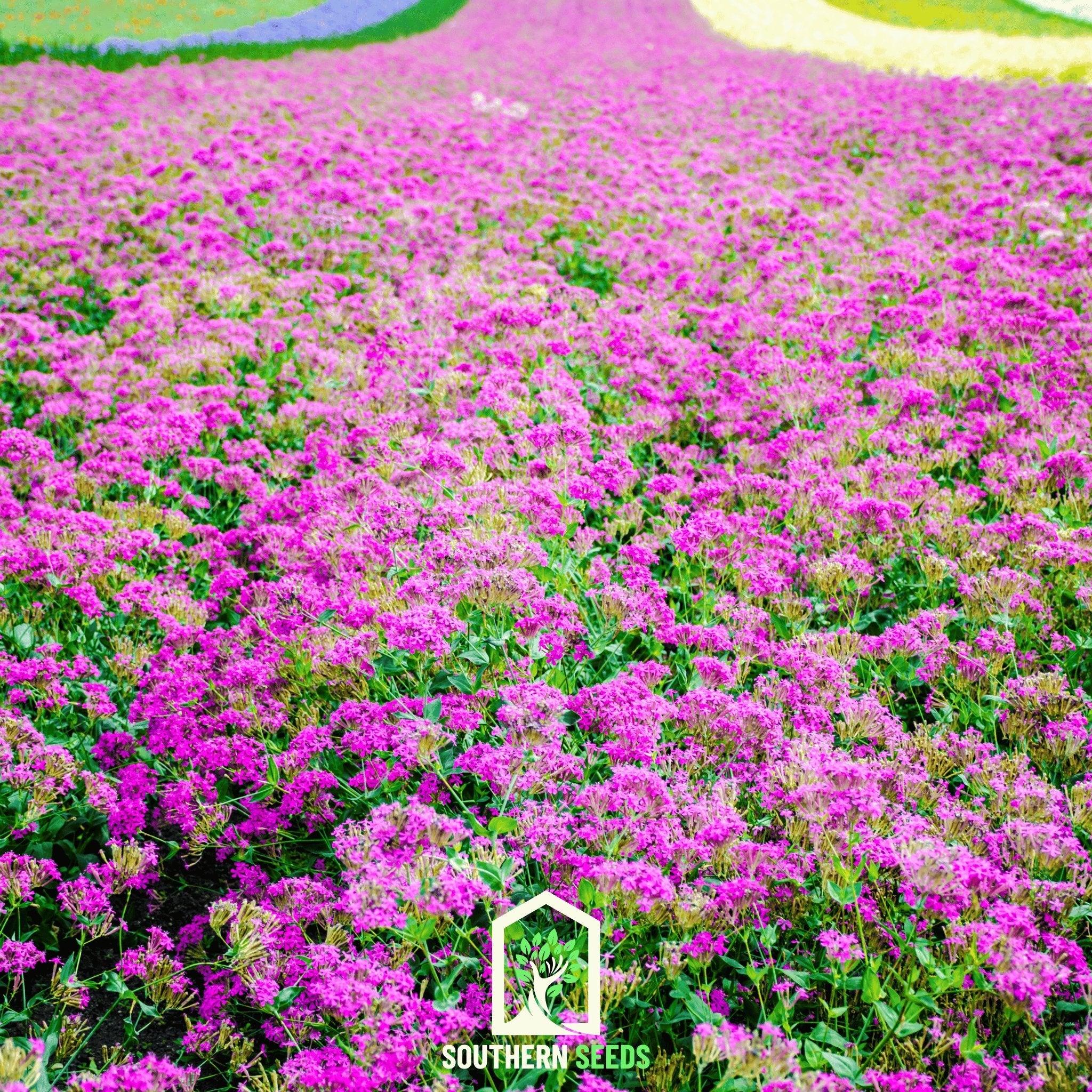 Catchfly, None So Pretty (Silene armeria) - 250 Seeds - Southern Seed Exchange