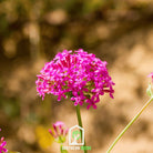 Catchfly, None So Pretty (Silene armeria) - 250 Seeds - Southern Seed Exchange