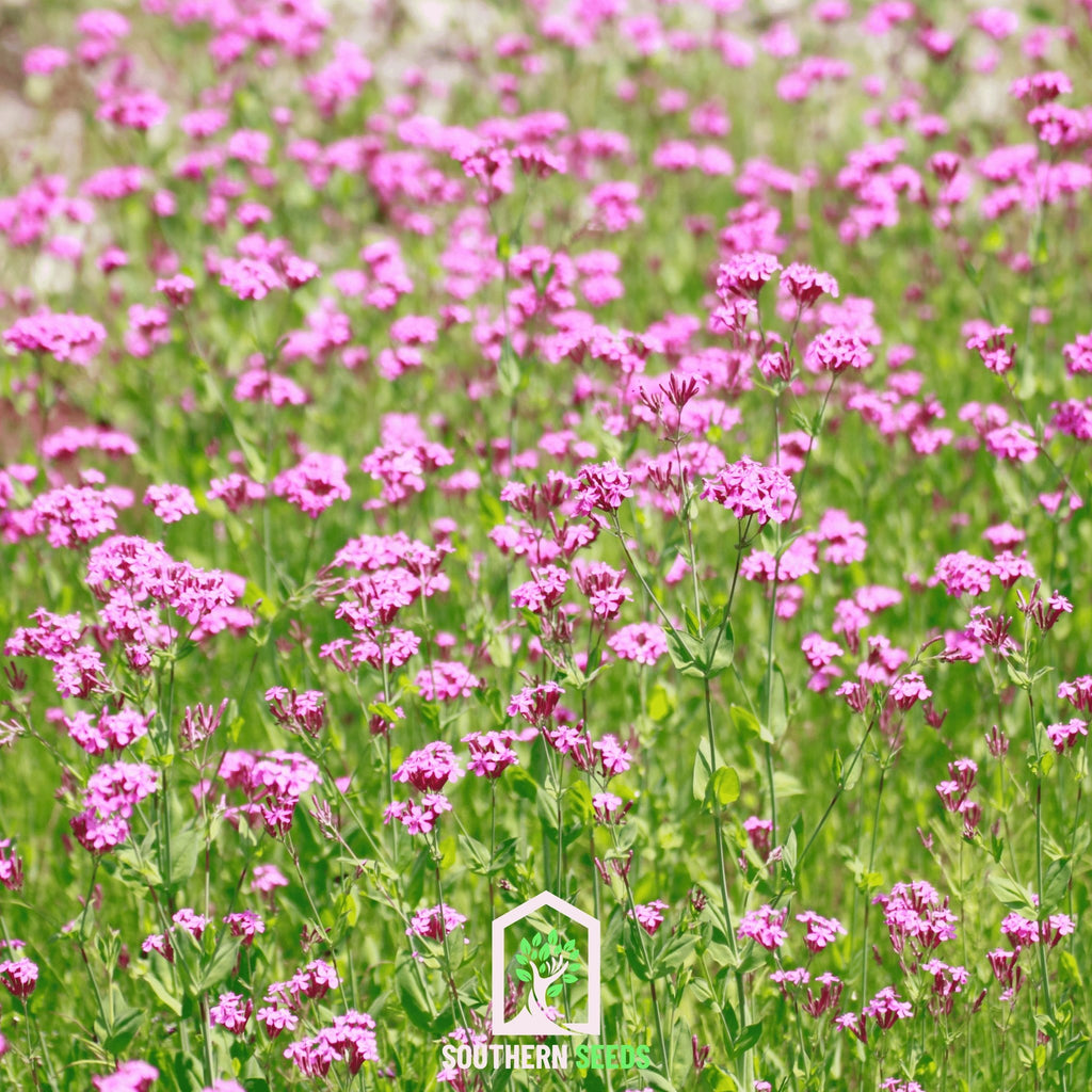 Catchfly, None So Pretty (Silene armeria) - 250 Seeds - Southern Seed Exchange