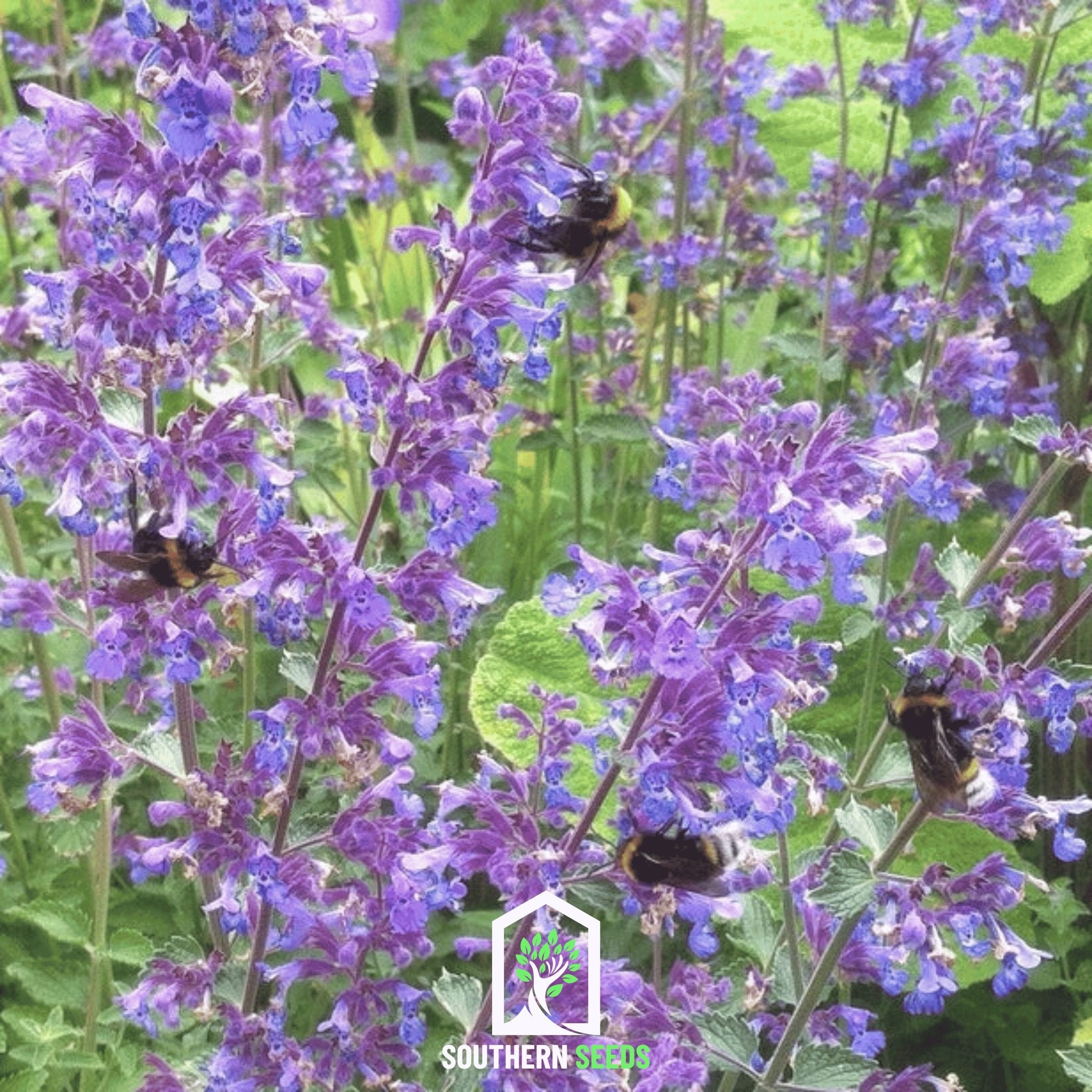 Catmint (Nepeta mussinii) - 250 Seeds - Southern Seed Exchange