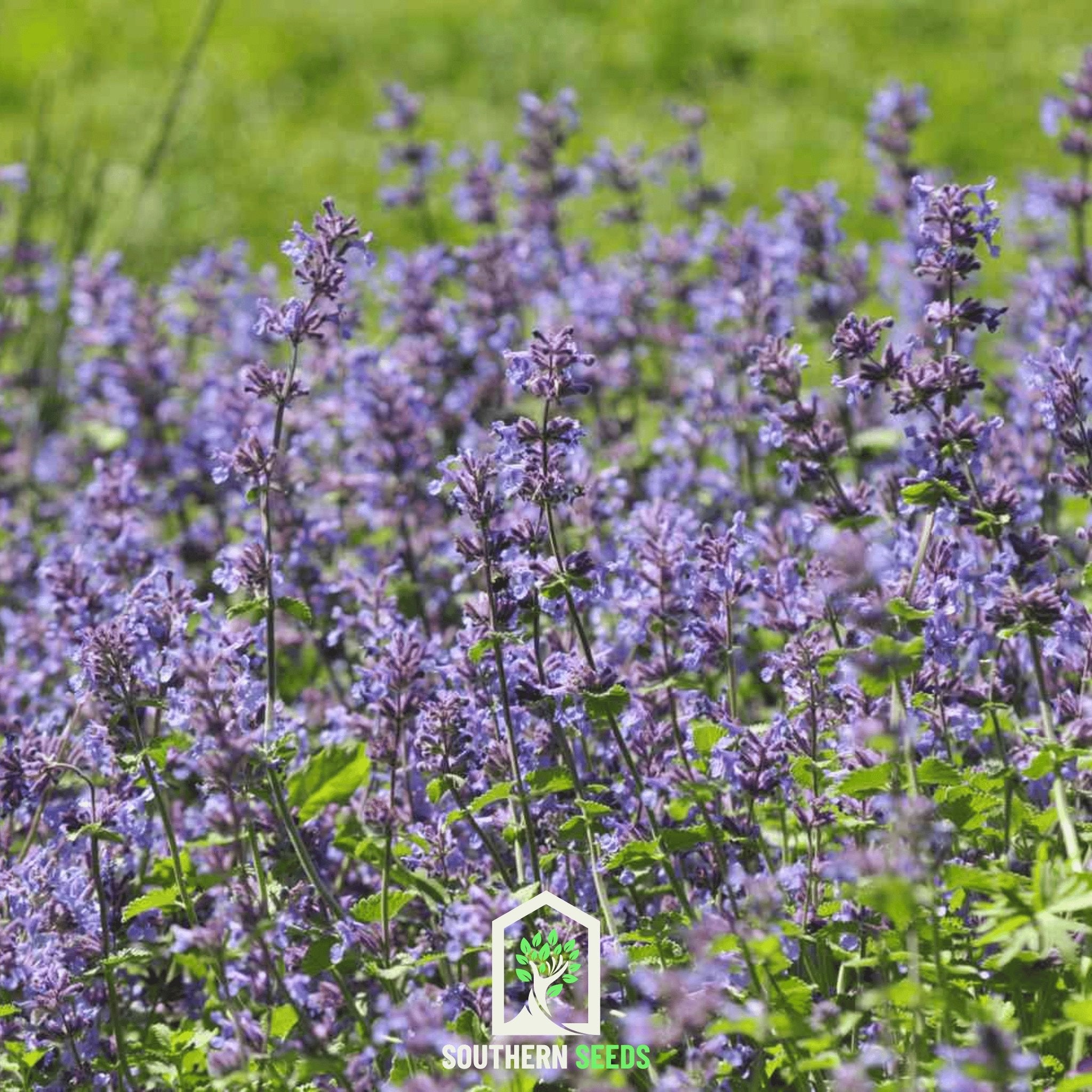 Catmint (Nepeta mussinii) - 250 Seeds - Southern Seed Exchange