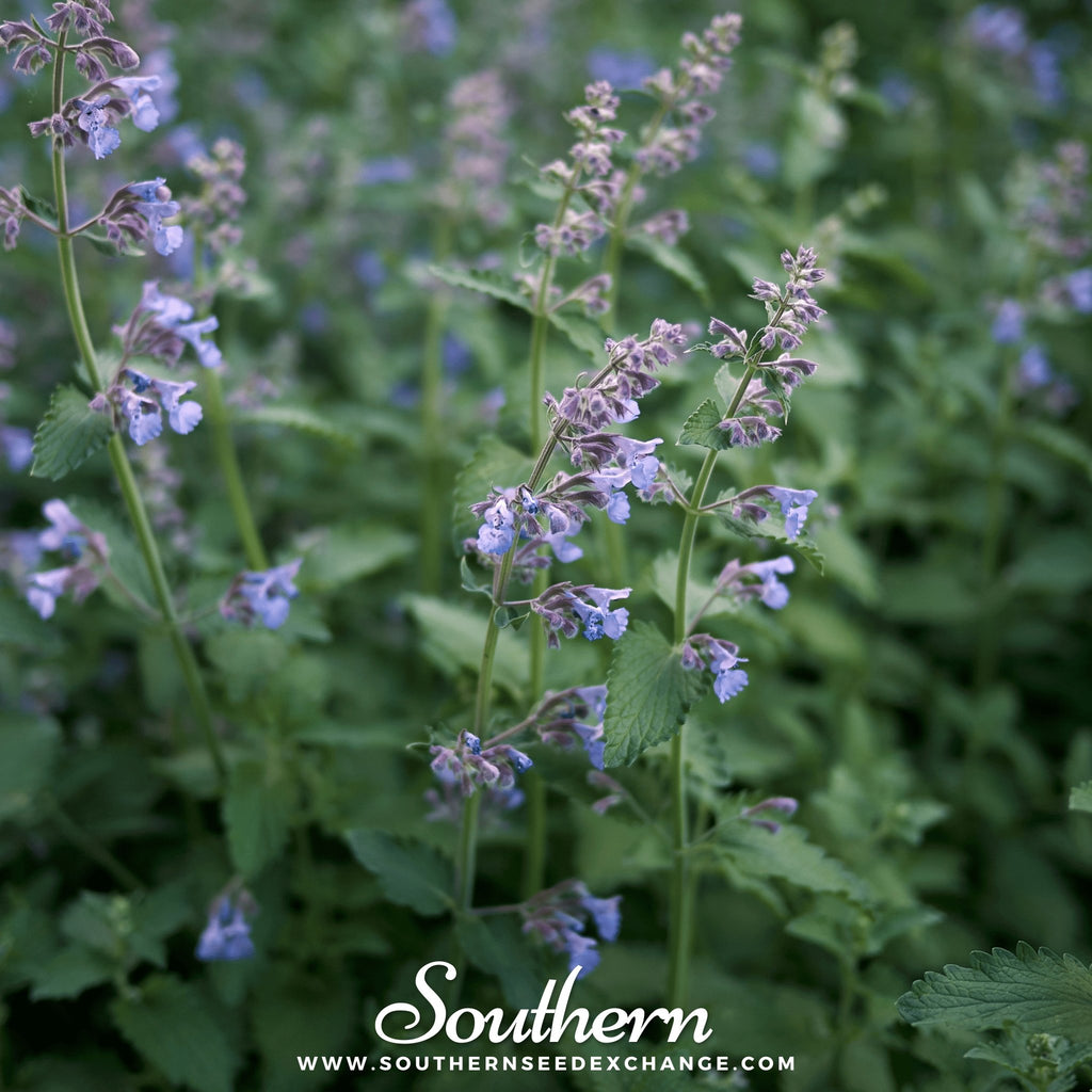 Southern Seed Exchange Catnip (Nepeta Cataria) - 250 Heirloom/Non-GMO Seeds