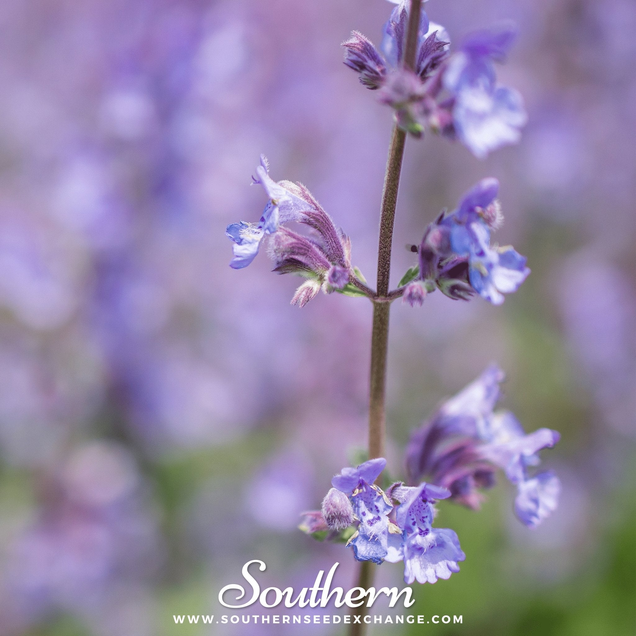 Southern Seed Exchange Catnip (Nepeta Cataria) - 250 Heirloom/Non-GMO Seeds