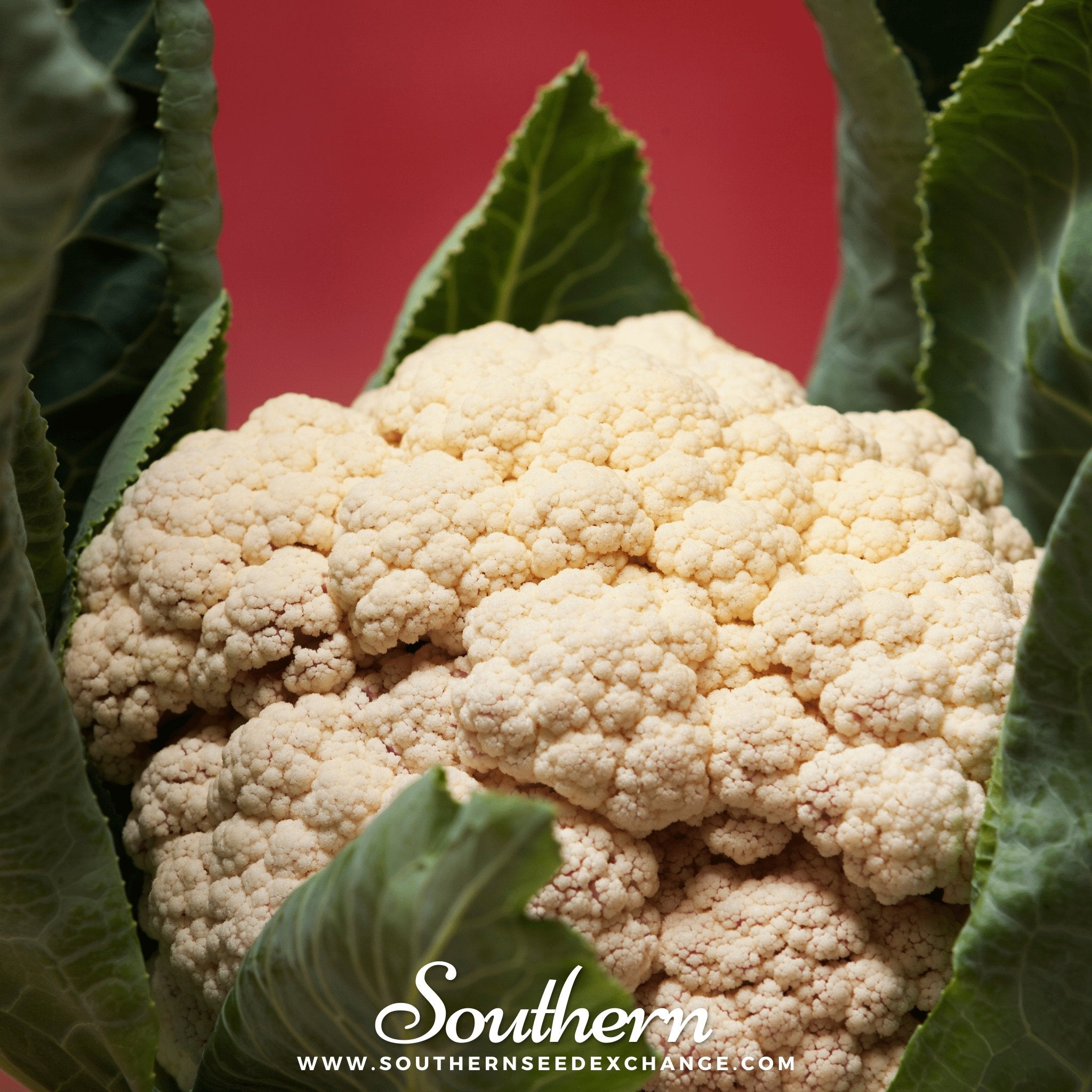 Southern Seed Exchange Cauliflower, Snowball Y Improved (Brassica Oleracea var. Botrytis) - 200 Seeds