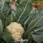 Southern Seed Exchange Cauliflower, Snowball Y Improved (Brassica Oleracea var. Botrytis) - 200 Seeds