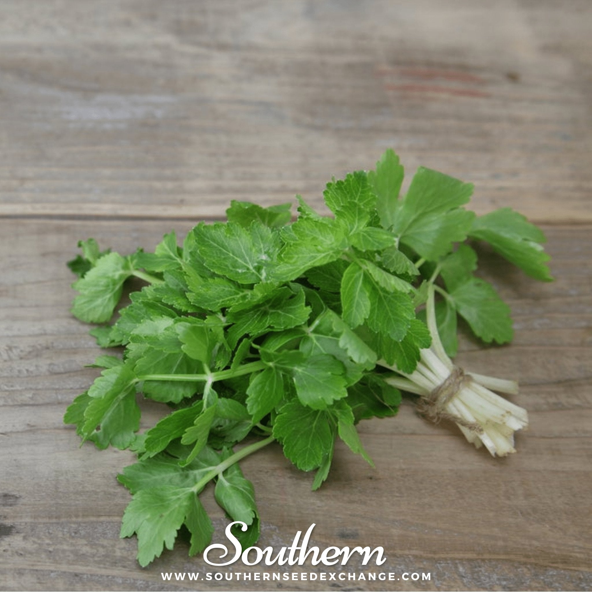 Celery, Cutting (Apium graveolens) - 200 Seeds - Southern Seed Exchange