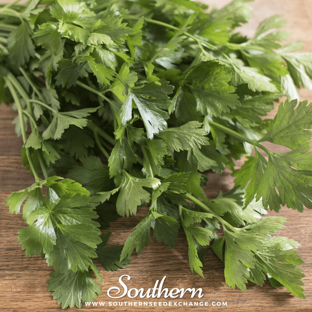 Celery, Cutting (Apium graveolens) - 200 Seeds - Southern Seed Exchange