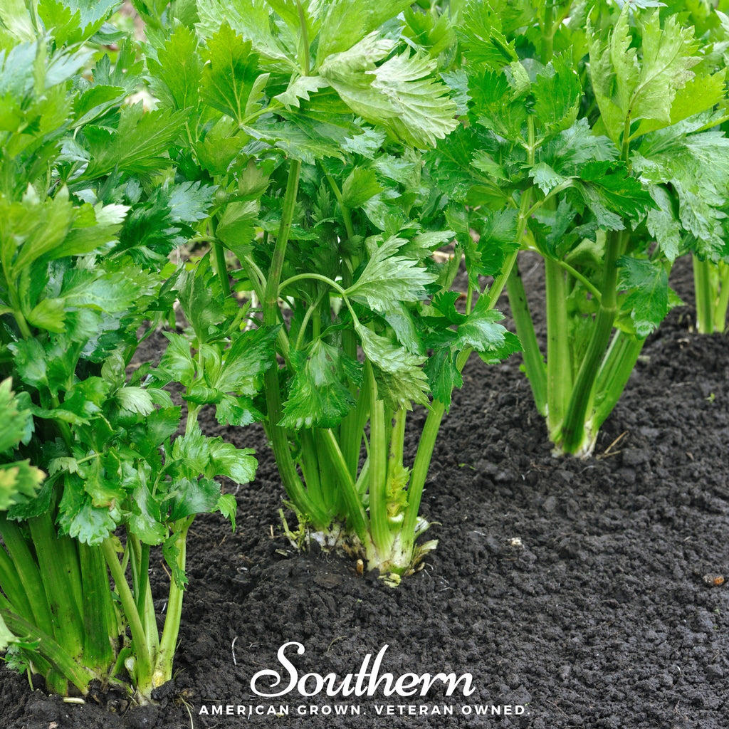 Celery, Tendercrips (Apium graveolens) - 300 Seeds - Southern Seed Exchange