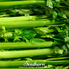 Celery, Tendercrips (Apium graveolens) - 300 Seeds - Southern Seed Exchange