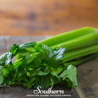 Celery, Tendercrips (Apium graveolens) - 300 Seeds - Southern Seed Exchange