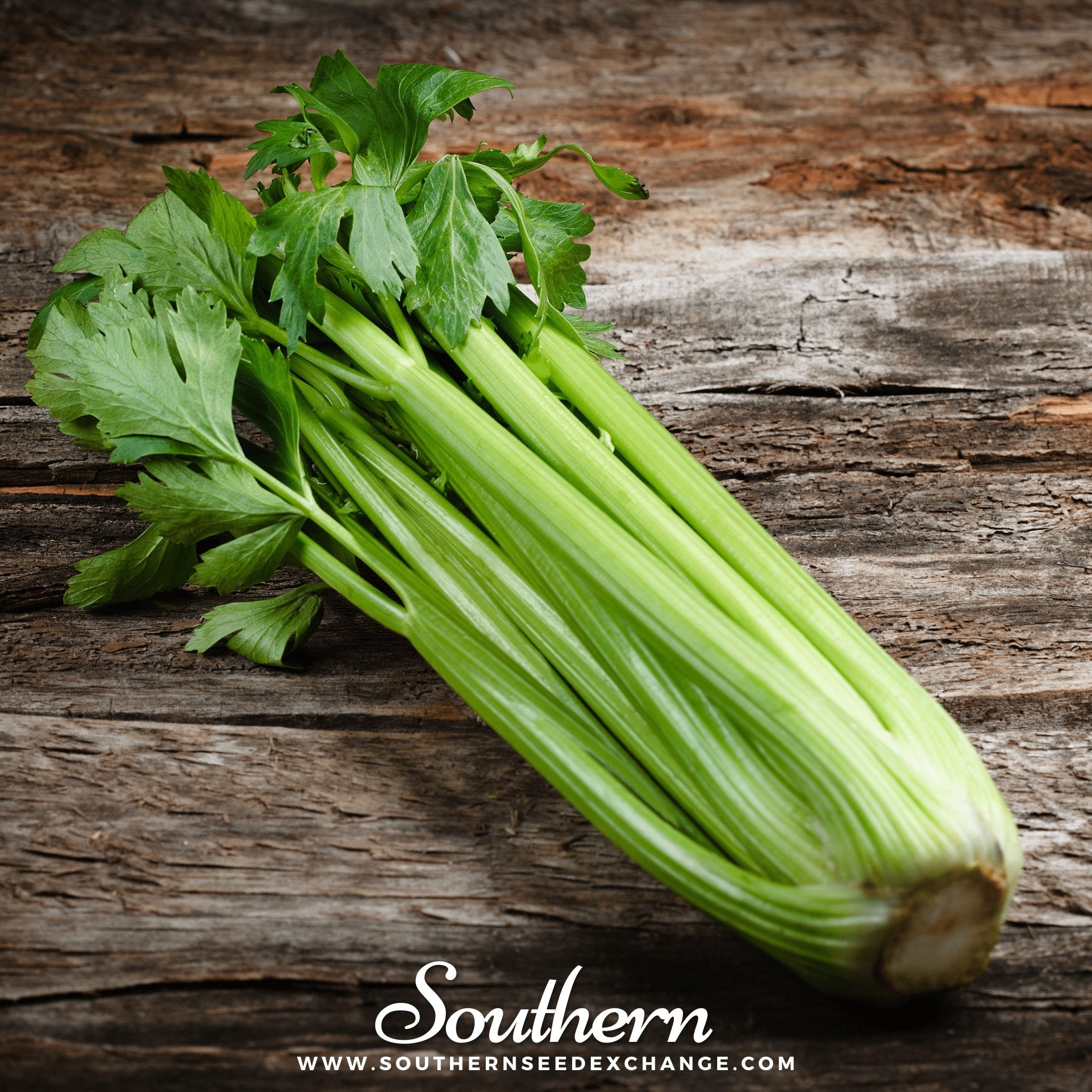 Southern Seed Exchange Celery, Utah 52-70 (Apium Graveolens) - 300 Seeds