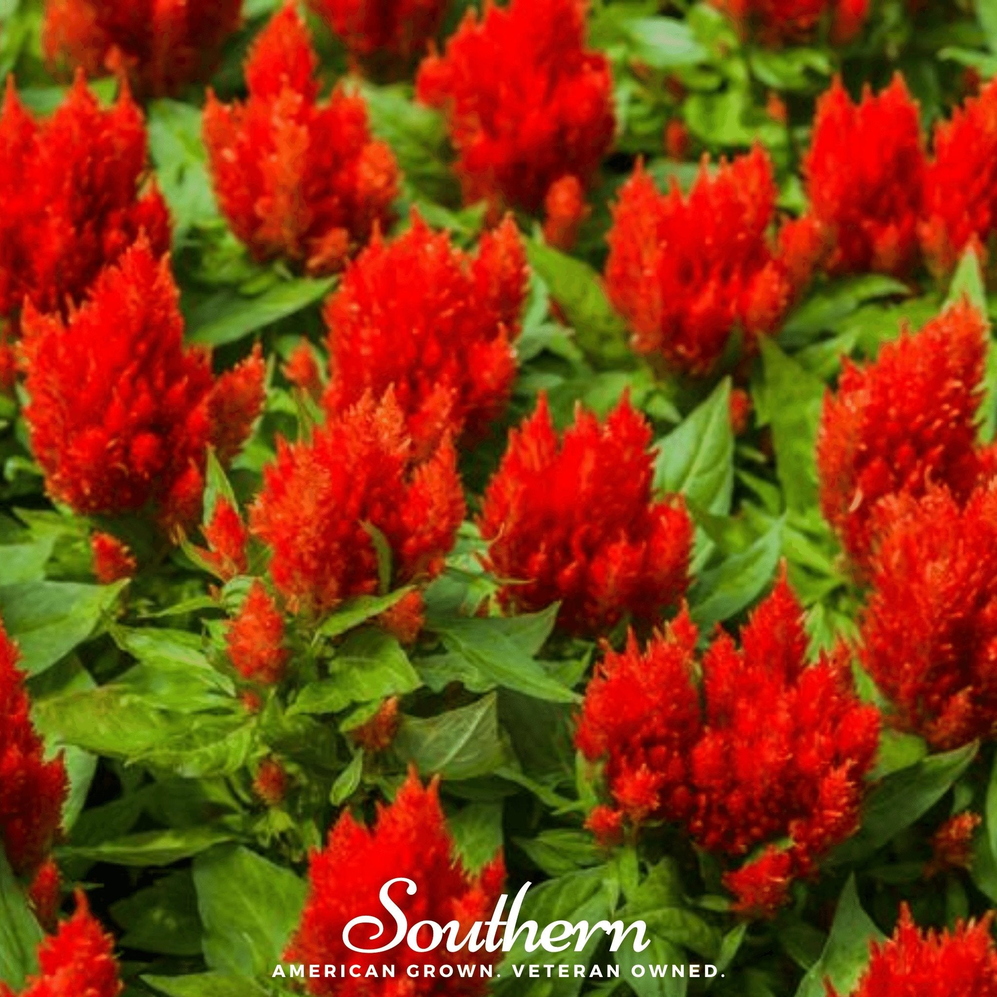 Celosia, Nana Glitter Scarlet (Celosia plumosa nana) - 30 Seeds - Southern Seed Exchange