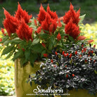 Celosia, Nana Glitter Scarlet (Celosia plumosa nana) - 30 Seeds - Southern Seed Exchange