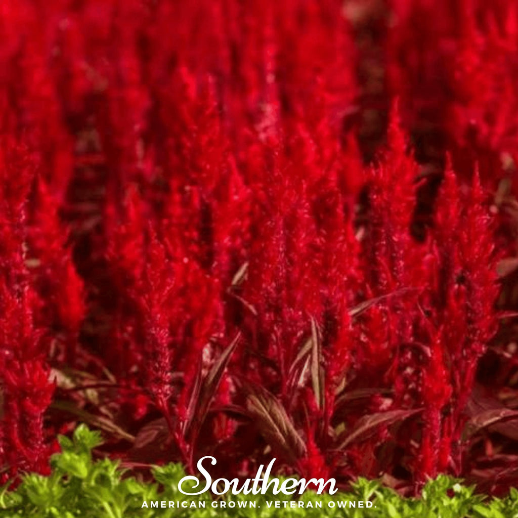 Celosia, Nana Glitter Scarlet (Celosia plumosa nana) - 30 Seeds - Southern Seed Exchange