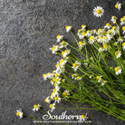 Southern Seed Exchange Chamomile, German (Matricaria Recutita) - 200 Seeds