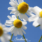 Southern Seed Exchange Chamomile, German (Matricaria Recutita) - 200 Seeds