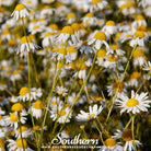 Southern Seed Exchange Chamomile, German (Matricaria Recutita) - 200 Seeds