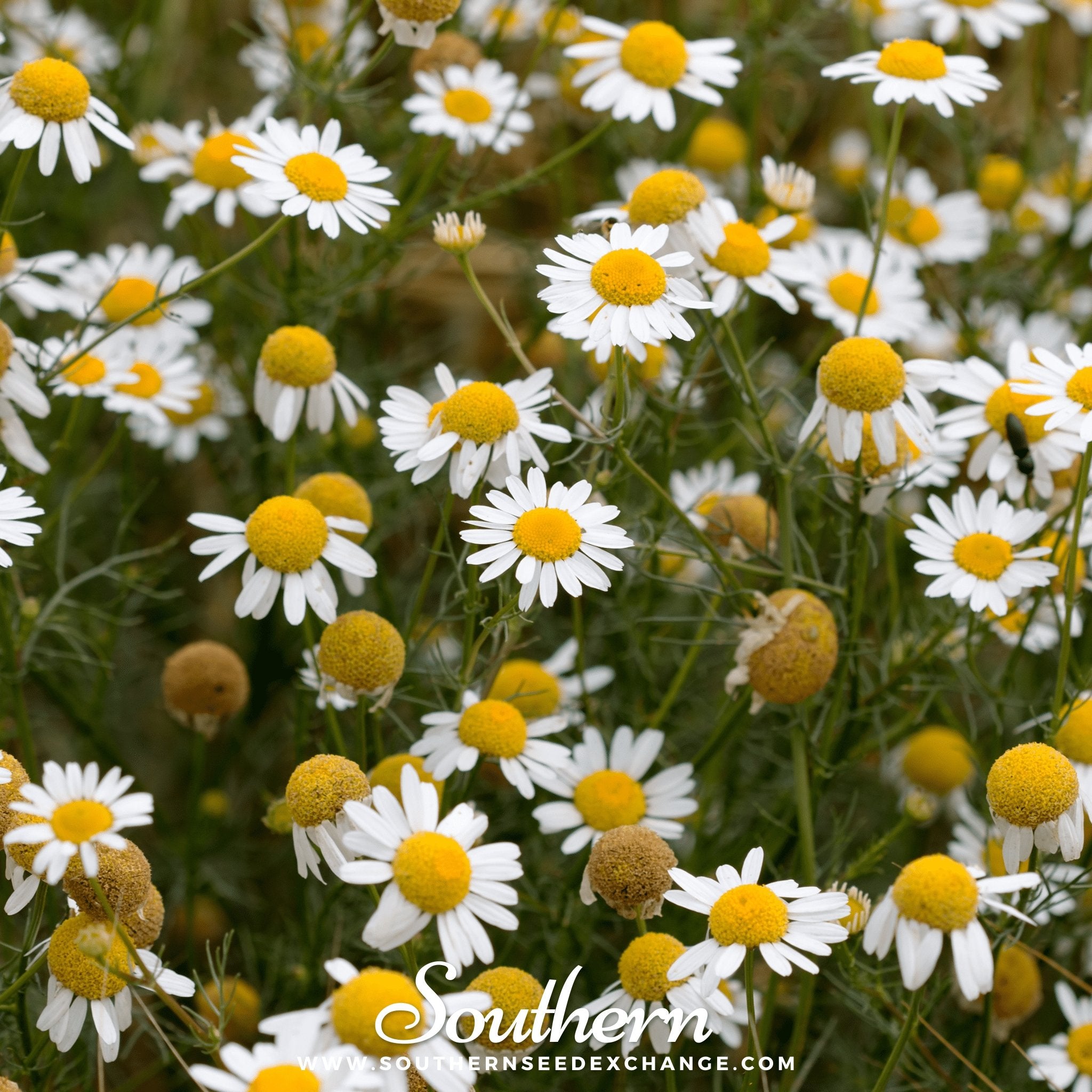 Southern Seed Exchange Chamomile, German (Matricaria Recutita) - 200 Seeds