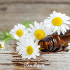 Southern Seed Exchange Chamomile, Roman (Anthemis Nobilis) - 300 Seeds