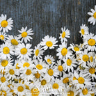 Southern Seed Exchange Chamomile, Roman (Anthemis Nobilis) - 300 Seeds