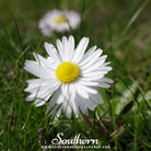 Southern Seed Exchange Chamomile, Roman (Anthemis Nobilis) - 300 Seeds