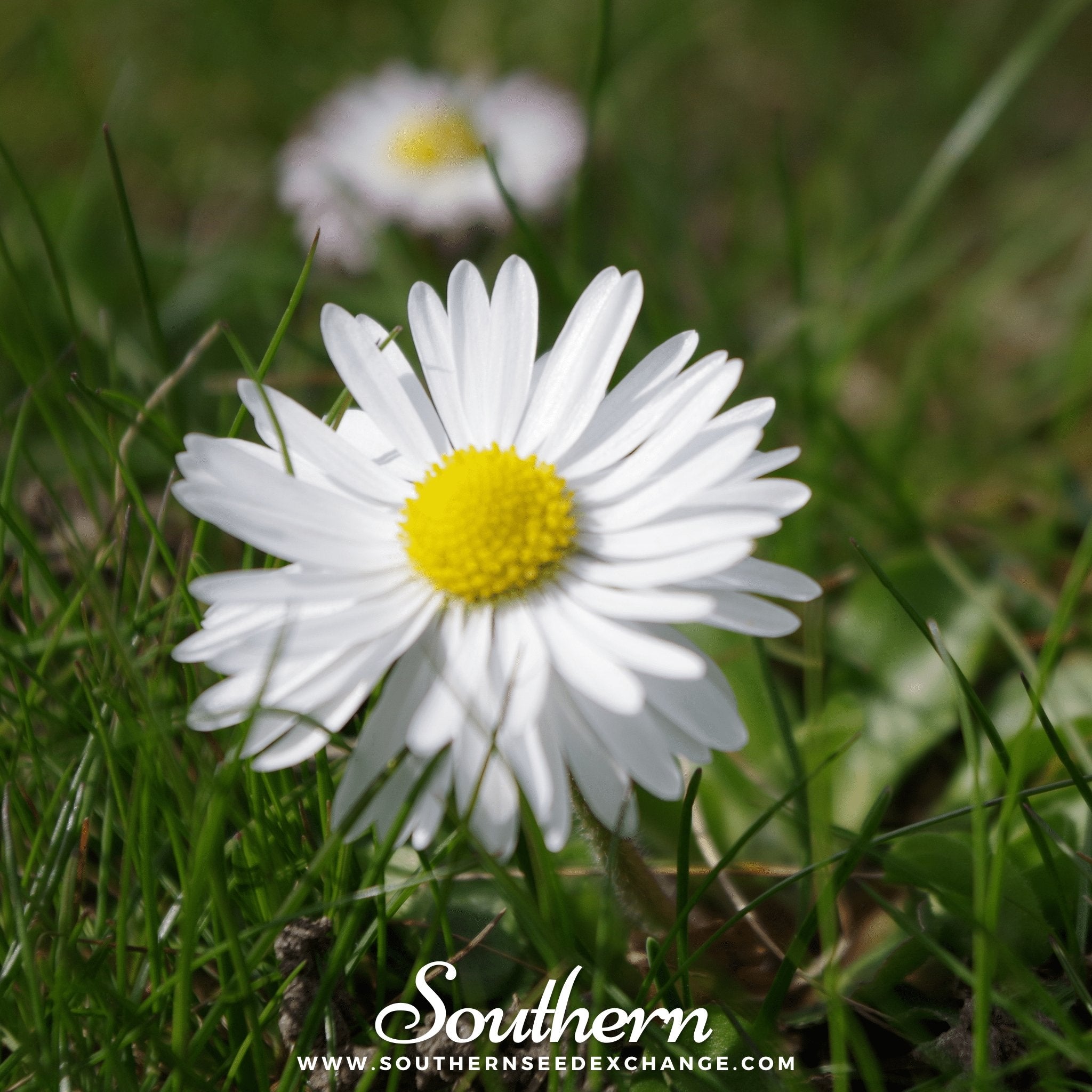 Southern Seed Exchange Chamomile, Roman (Anthemis Nobilis) - 300 Seeds