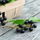 Cherry, Black (Prunus serotina) - 15 Seeds - Southern Seed Exchange