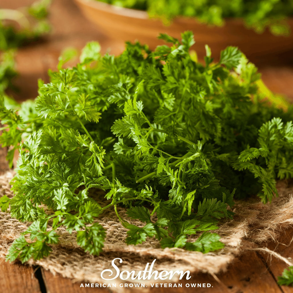 Chervil, Curled (Anthiscus cerefolium) - 200 Seeds - Southern Seed Exchange