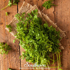 Chervil, Curled (Anthiscus cerefolium) - 200 Seeds - Southern Seed Exchange