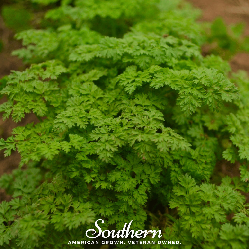 Chervil, Curled (Anthiscus cerefolium) - 200 Seeds - Southern Seed Exchange