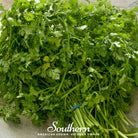 Chervil, Curled (Anthiscus cerefolium) - 200 Seeds - Southern Seed Exchange