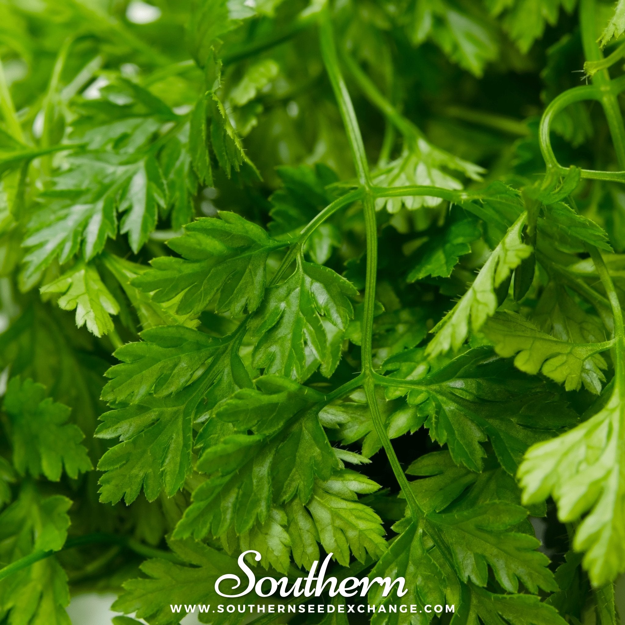 Southern Seed Exchange Chervil (Anthiscus cerefolium) - 200 Seeds