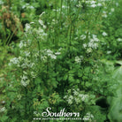 Southern Seed Exchange Chervil (Anthiscus cerefolium) - 200 Seeds