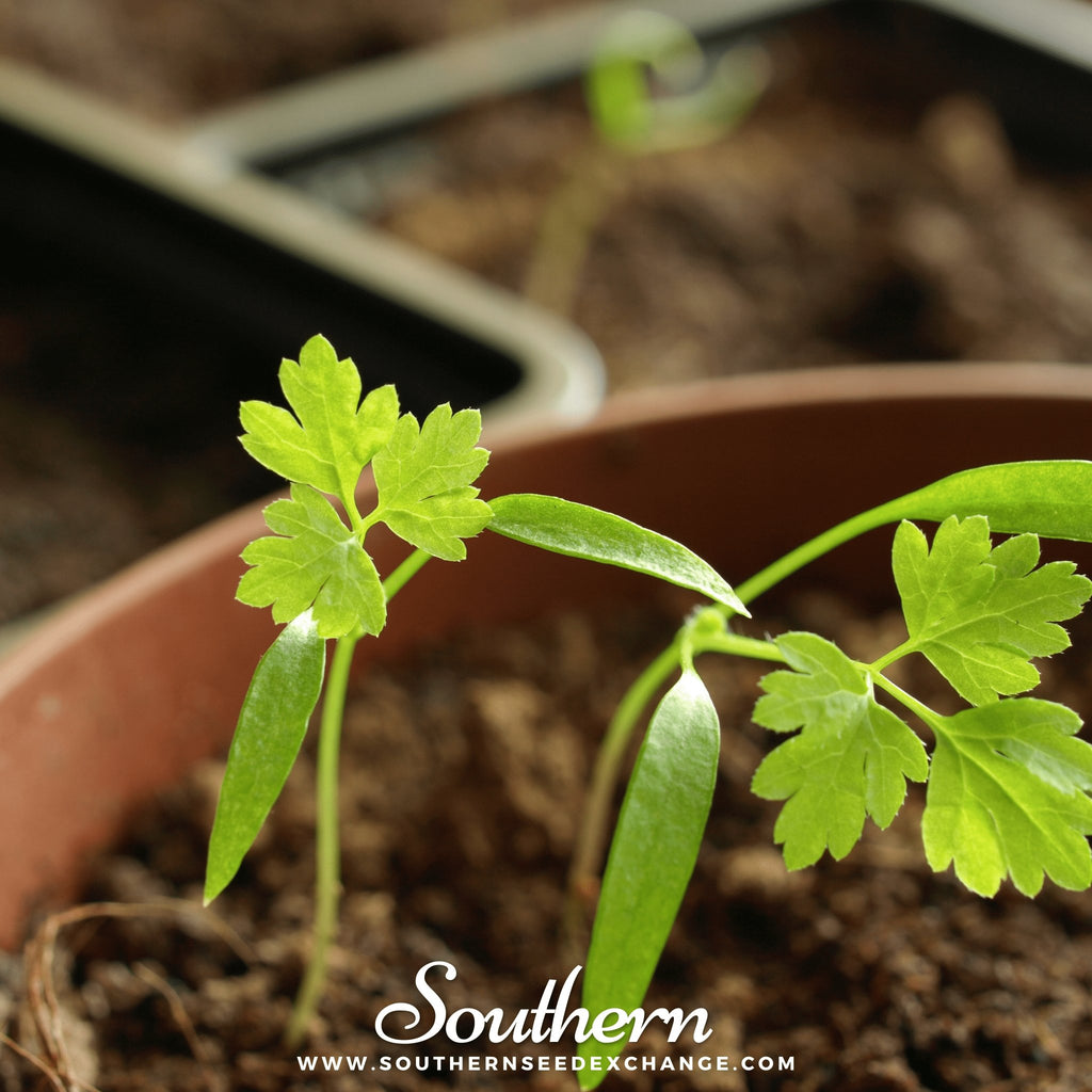 Southern Seed Exchange Chervil (Anthiscus cerefolium) - 200 Seeds