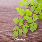 Southern Seed Exchange Chervil (Anthiscus cerefolium) - 200 Seeds