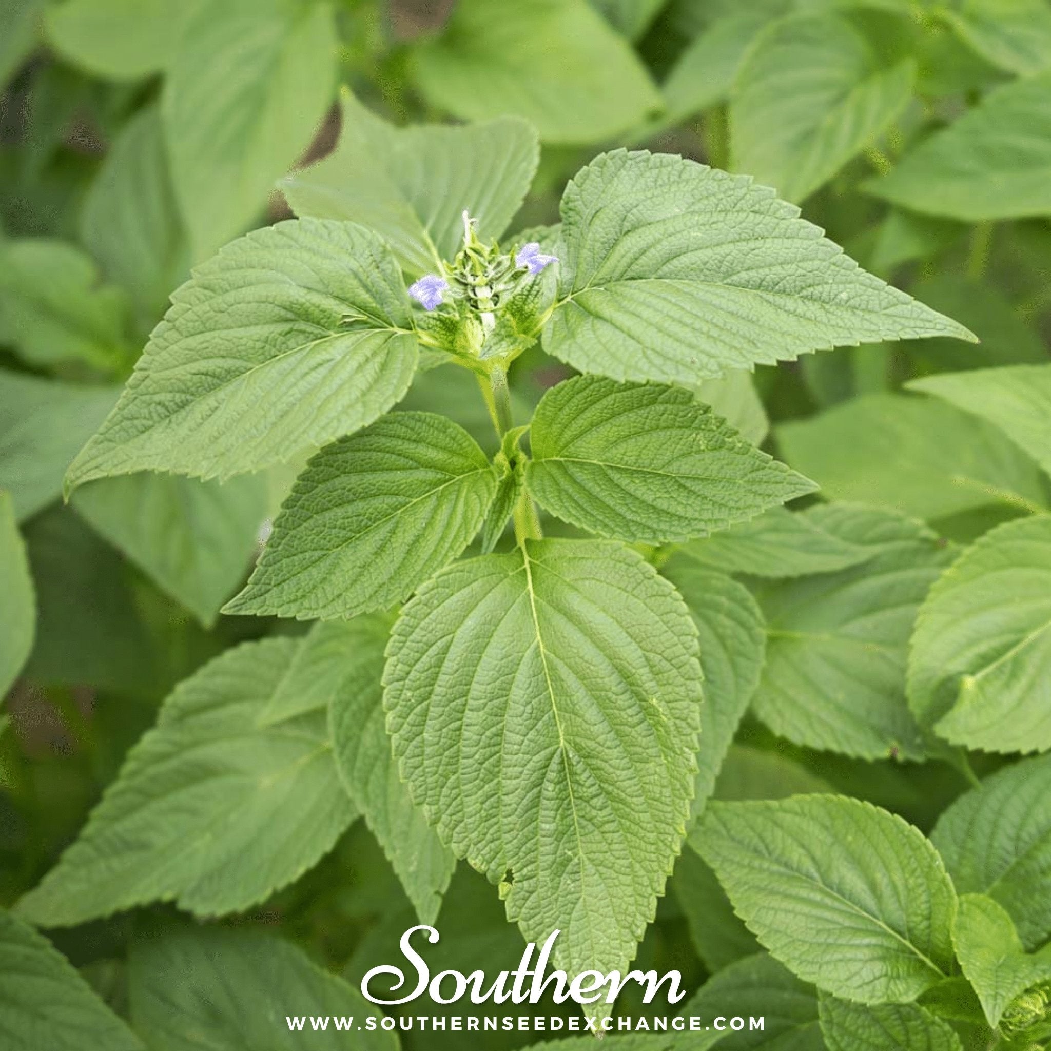 Southern Seed Exchange Chia (Salvia Hispanica) - 250 Seeds