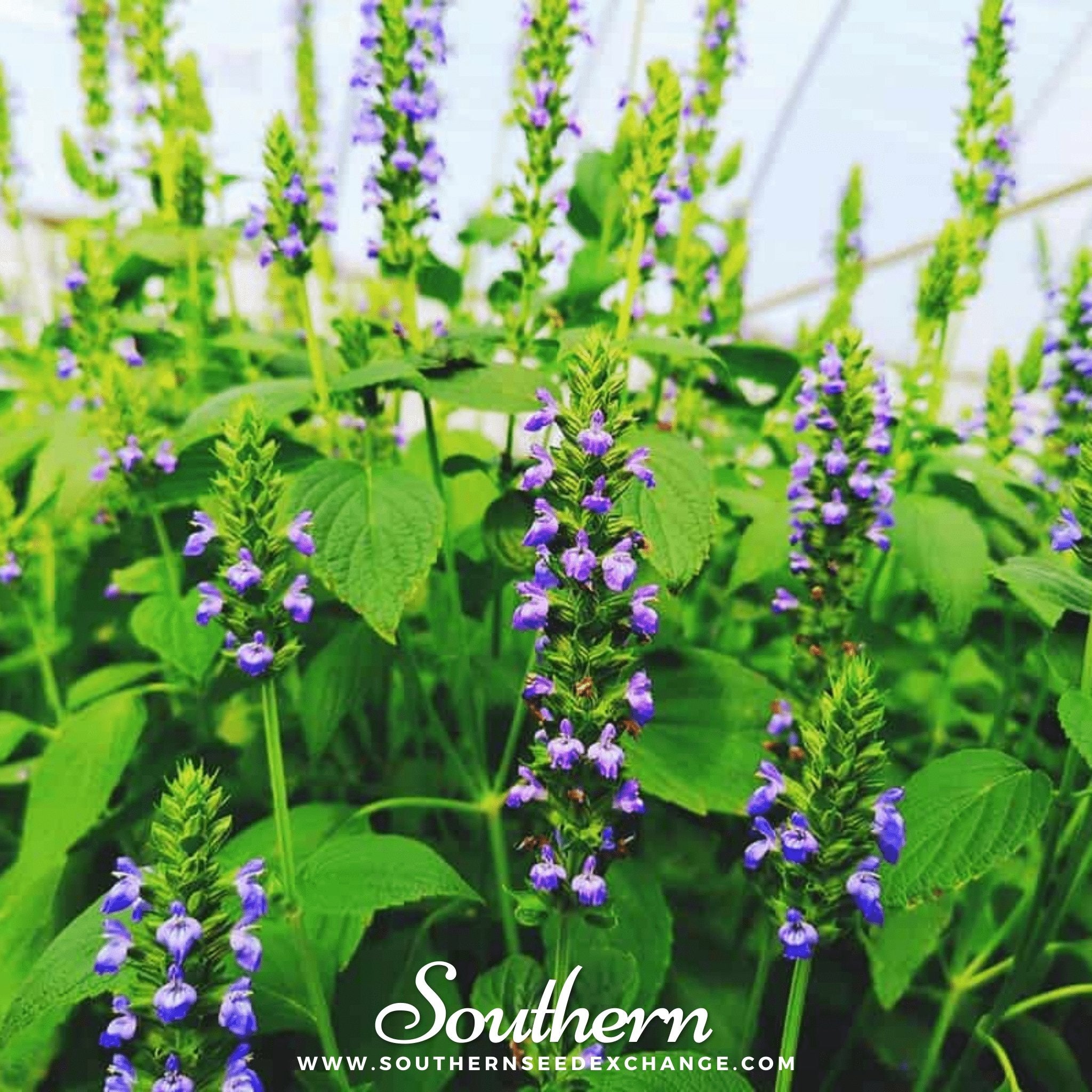 Southern Seed Exchange Chia (Salvia Hispanica) - 250 Seeds