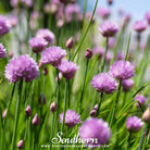 Southern Seed Exchange Chives (Allium Schoenoprasum) - 100 Seeds