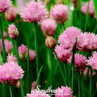 Southern Seed Exchange Chives (Allium Schoenoprasum) - 100 Seeds