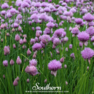 Southern Seed Exchange Chives (Allium Schoenoprasum) - 100 Seeds