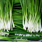 Southern Seed Exchange Chives, Garlic (Allium tuberosum) - 250 Seeds