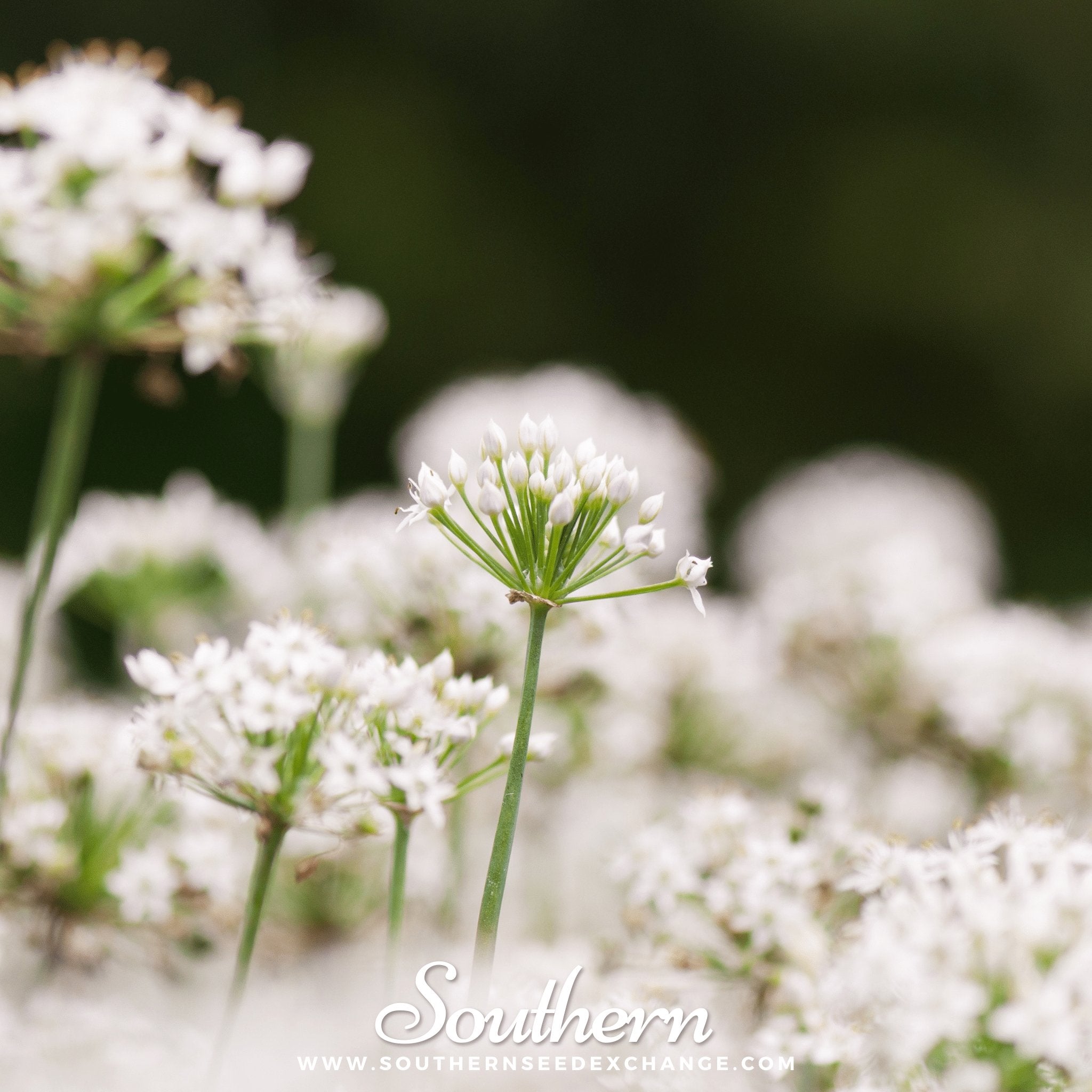 Southern Seed Exchange Chives, Garlic (Allium tuberosum) - 250 Seeds