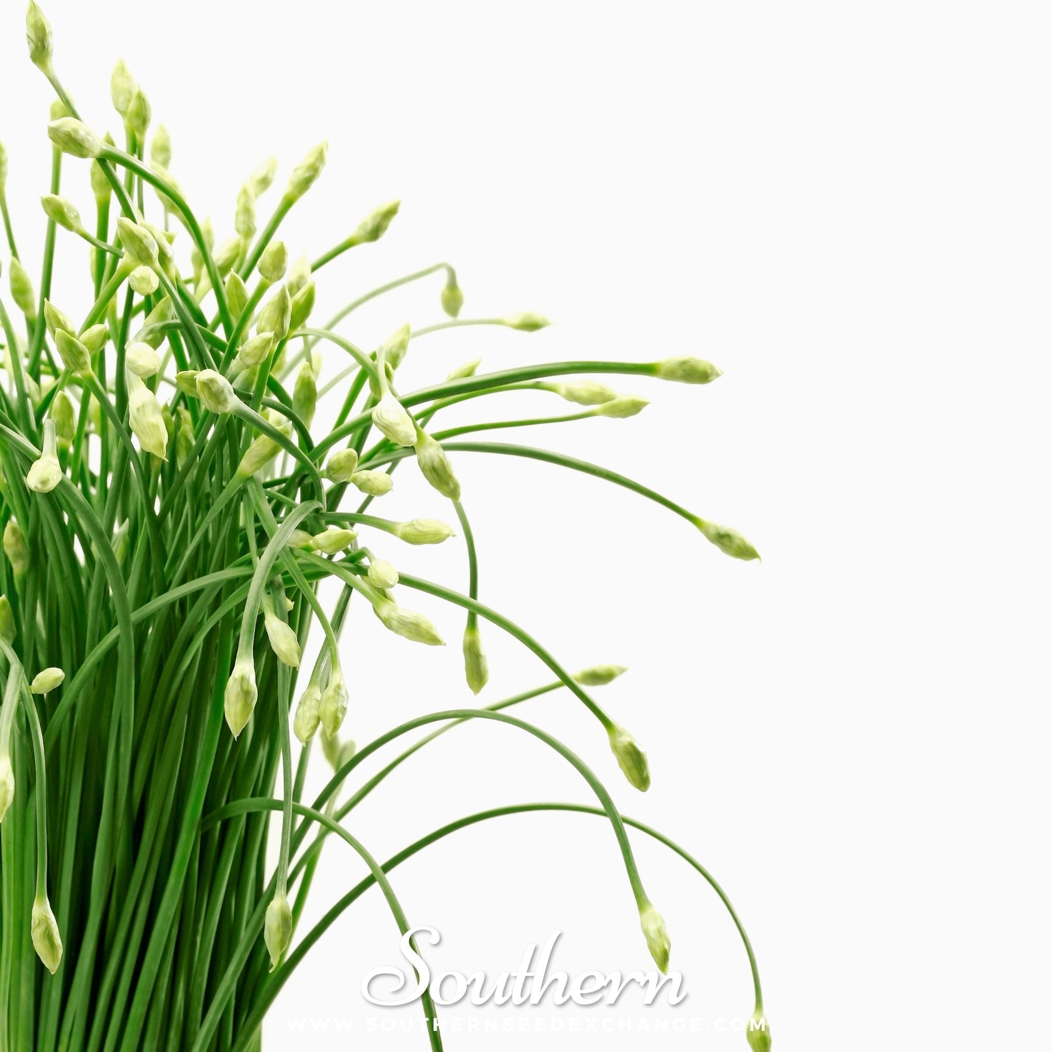 Southern Seed Exchange Chives, Garlic (Allium tuberosum) - 250 Seeds