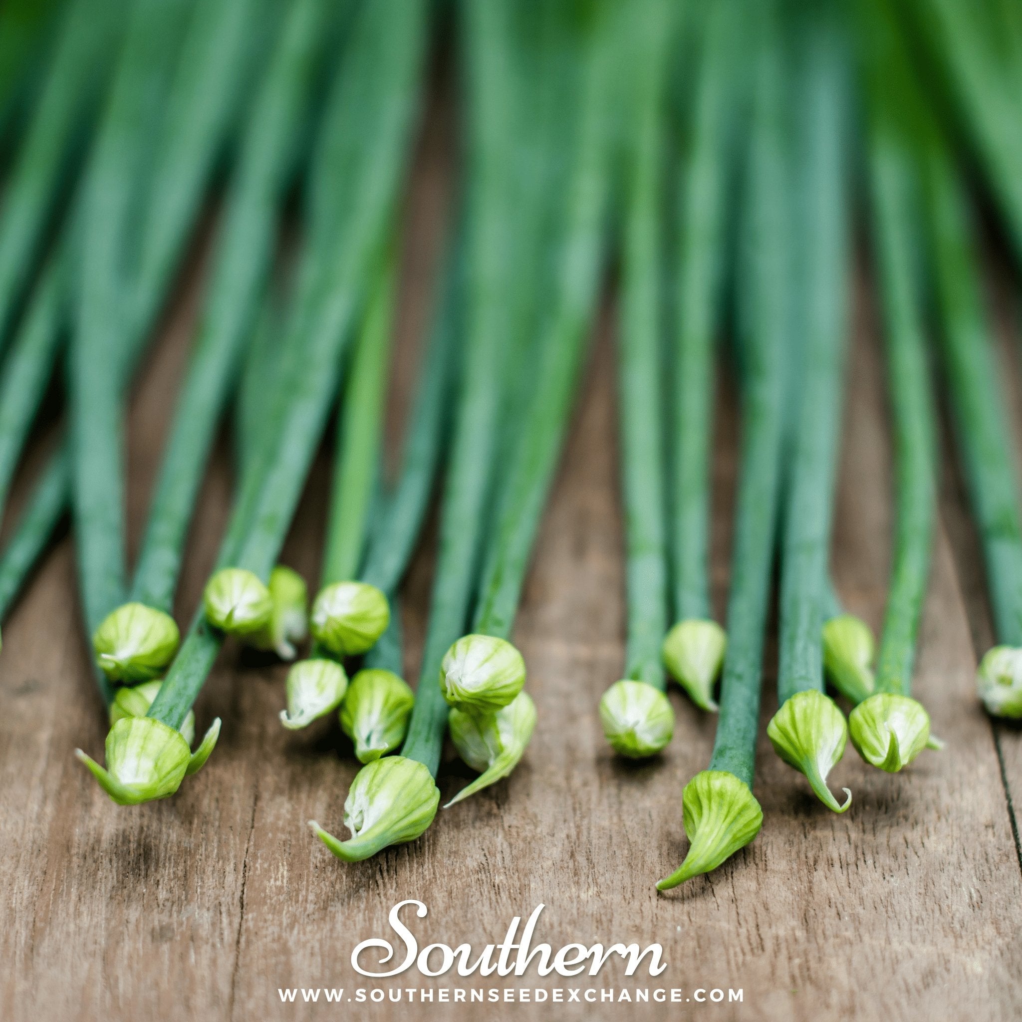 Southern Seed Exchange Chives, Garlic (Allium tuberosum) - 250 Seeds