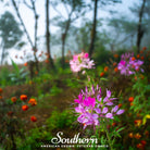 Cleome, Spider Flower (Cleome hassleriana) - 50 Seeds - Southern Seed Exchange