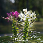 Cleome, Spider Flower (Cleome hassleriana) - 50 Seeds - Southern Seed Exchange