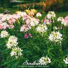 Cleome, Spider Flower (Cleome hassleriana) - 50 Seeds - Southern Seed Exchange