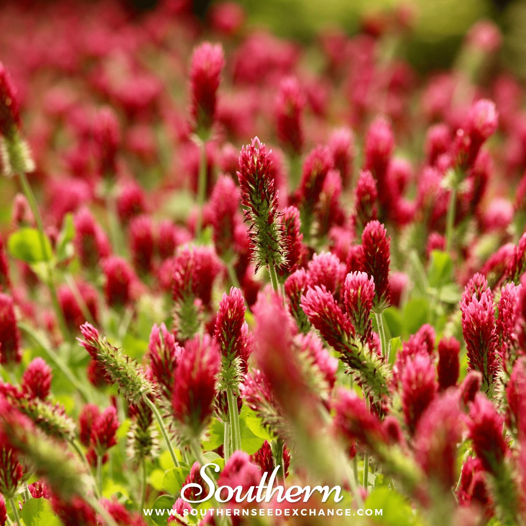 Southern Seed Exchange Clover, Crimson "Dixie" (Trifolium Incarnatum) - 1000 Seeds