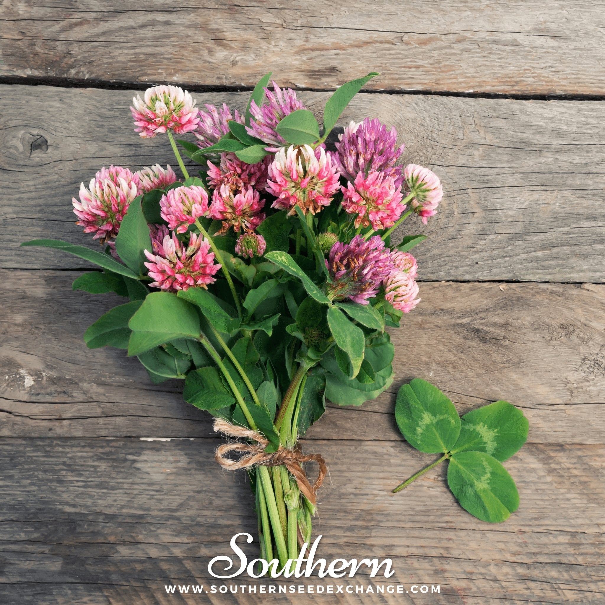 Southern Seed Exchange Clover, Red (Trifolium Pratense) - 200 Seeds