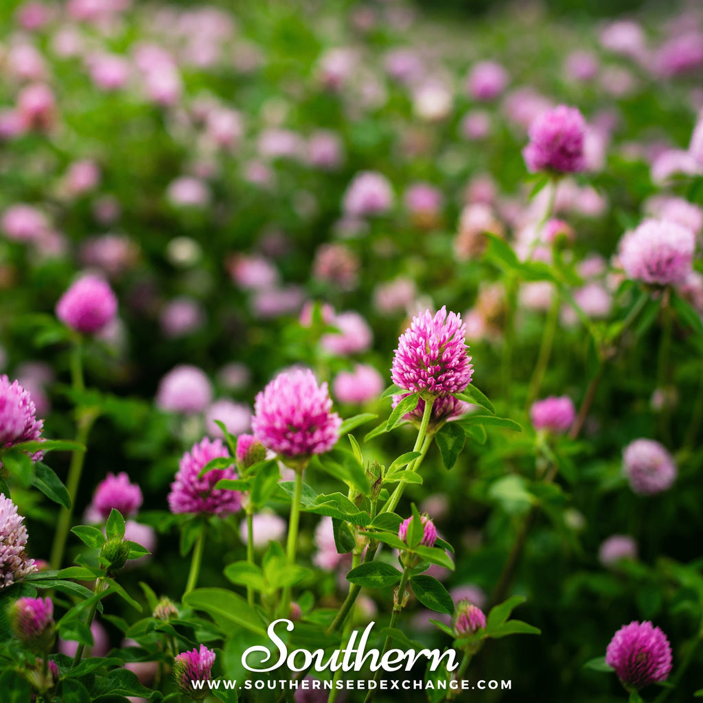 Southern Seed Exchange Clover, Red (Trifolium Pratense) - 200 Seeds